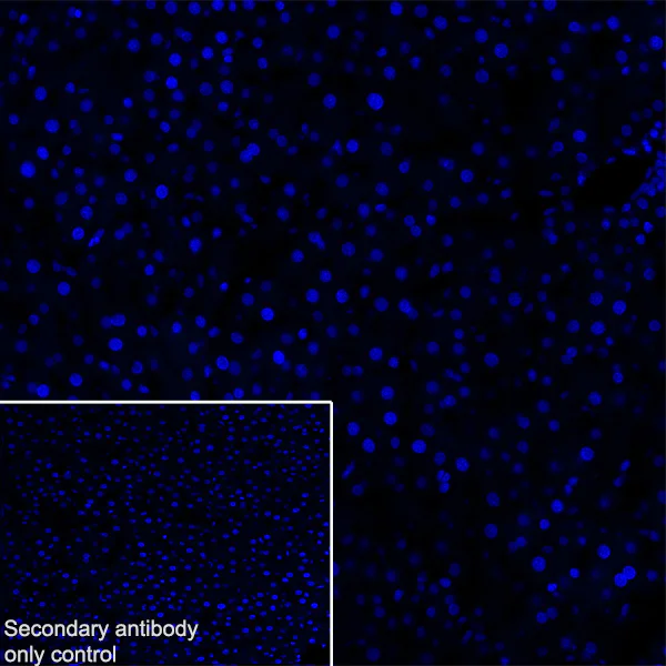 Immunohistochemistry (Frozen sections) - Anti-160 kD Neurofilament Medium antibody [EPR23510-76] - Neuronal Marker (AB254348)