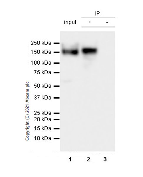 Immunoprecipitation - Anti-160 kD Neurofilament Medium antibody [EPR23510-76] - Neuronal Marker (AB254348), expandable thumbnail