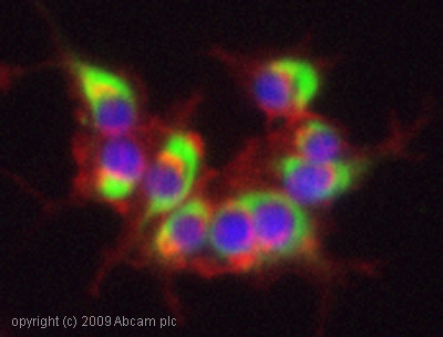 Immunocytochemistry/ Immunofluorescence - Anti-160 kD Neurofilament Medium antibody [NF-09] - Neuronal Marker (ab7794), expandable thumbnail