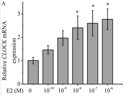 Functional Studies - 17beta-Estradiol, Selective agonist of ER receptor (AB120657)