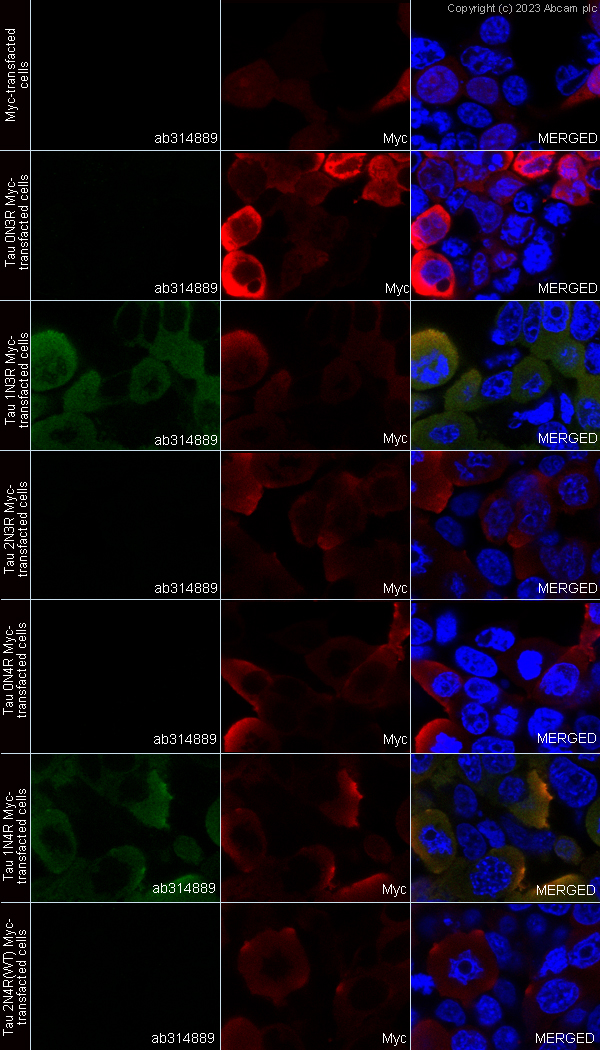 Immunocytochemistry/ Immunofluorescence - Anti-1N Tau antibody [EPR25206-82] - BSA and Azide free (AB314890), expandable thumbnail