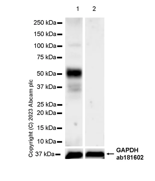 Western blot - Anti-1N Tau antibody [EPR25206-82] - BSA and Azide free (AB314890)