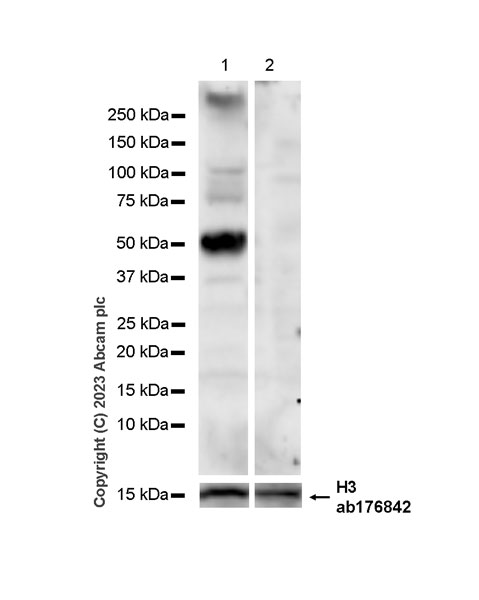 Western blot - Anti-1N Tau antibody [EPR25206-82] - BSA and Azide free (ab314890), expandable thumbnail