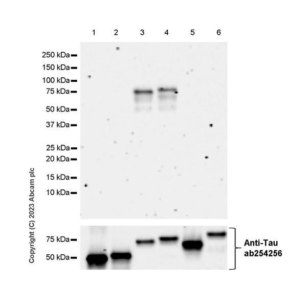 Western blot - Anti-1N Tau antibody [EPR25206-82] - BSA and Azide free (ab314890), expandable thumbnail