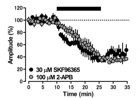 Functional Studies - 2-APB, Ca2+ release modulator (AB120124)