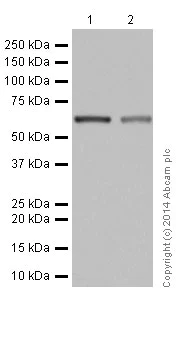 Western blot - Anti-2 Hydroxy phytanoyl CoA lyase/HACL1 antibody [EPR16812] - BSA and Azide free (AB251232)
