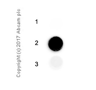Immunoprecipitation - Anti-2-methyladenosine (m2A) antibody [EPR -19851-59] - BSA and Azide free (AB251530), expandable thumbnail