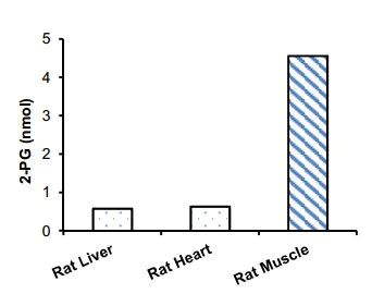 Functional Studies - 2-Phosphoglycerate Assay Kit (Colorimetric/Fluorometric) (AB174097)