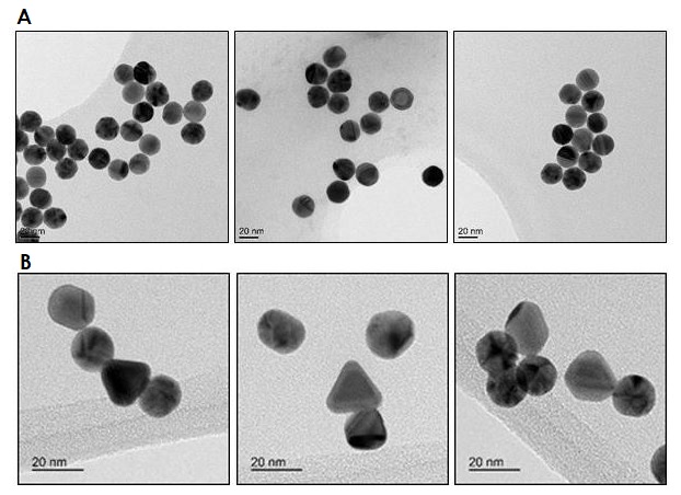 Electron Microscopy - 20nm Gold Nanoparticles (15 OD) (AB269937)