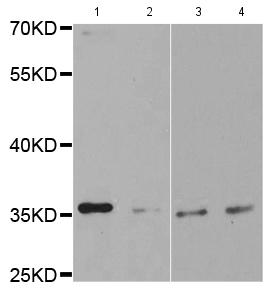 Western blot - Anti-2B4 antibody (AB196745)