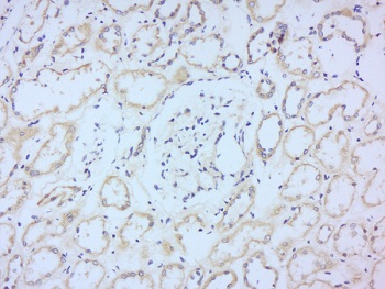 Immunohistochemistry (Formalin/PFA-fixed paraffin-embedded sections) - Anti-2B4 antibody (AB217335)