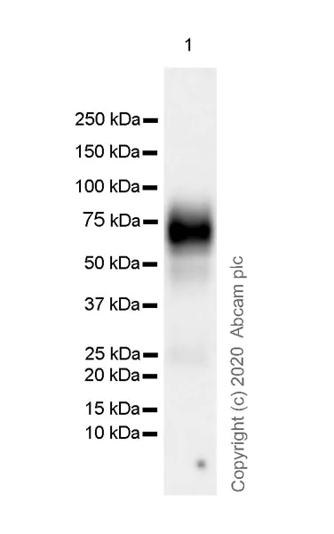 Western blot - Anti-2B4 antibody [EPR23692-33] (AB256370)
