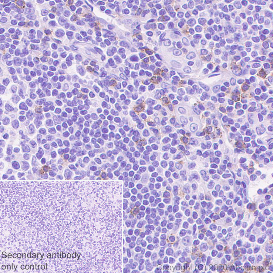 Immunohistochemistry (Formalin/PFA-fixed paraffin-embedded sections) - Anti-2B4 antibody [EPR23692-33] - BSA and Azide free (AB275892), expandable thumbnail