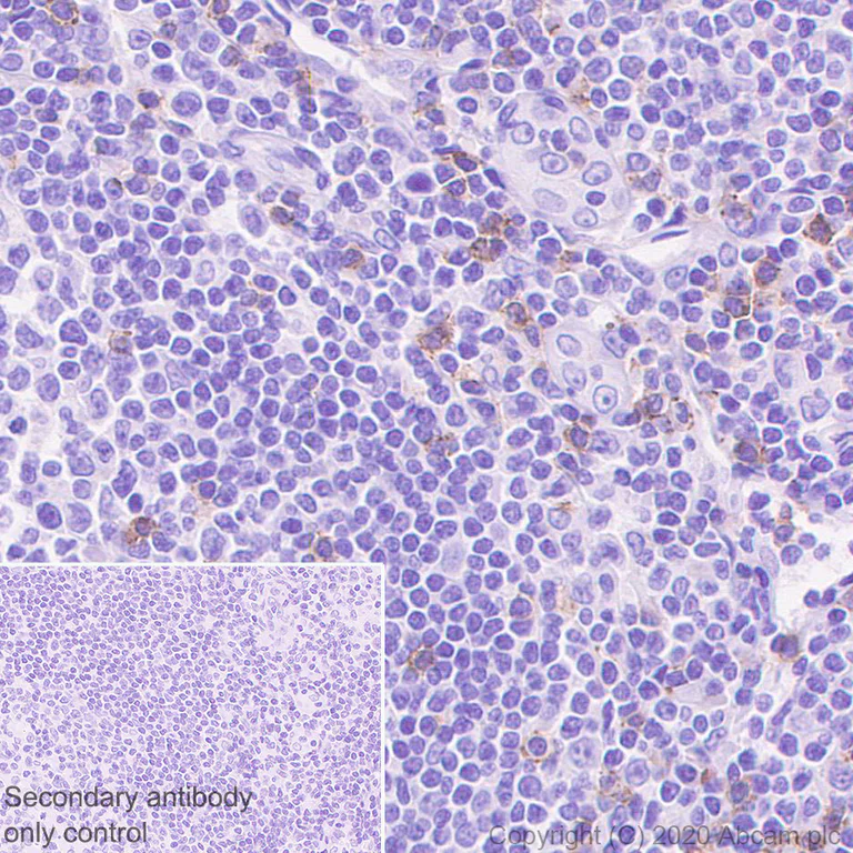 Immunohistochemistry (Formalin/PFA-fixed paraffin-embedded sections) - Anti-2B4 antibody [EPR23692-33] - BSA and Azide free (AB275892)