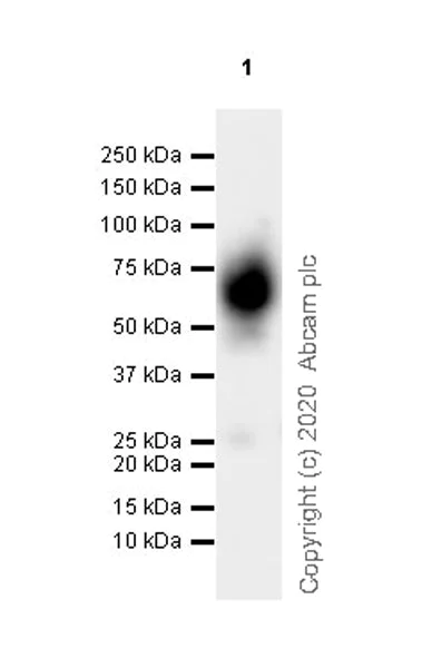 Western blot - Anti-2B4 antibody [EPR23692-33] - BSA and Azide free (AB275892)