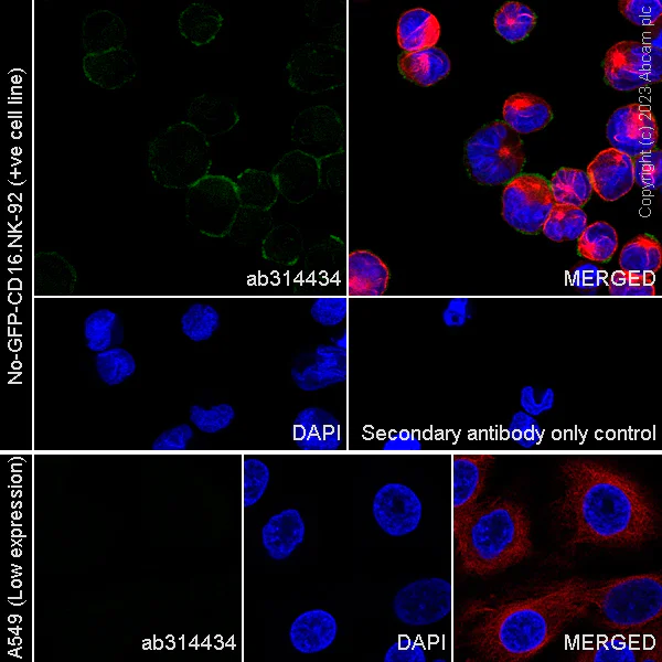 Immunocytochemistry/ Immunofluorescence - Anti-2B4 antibody [EPR26529-60] - BSA and Azide free (AB314435)