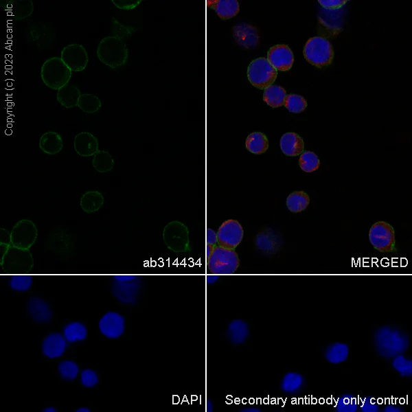 Immunocytochemistry/ Immunofluorescence - Anti-2B4 antibody [EPR26529-60] - BSA and Azide free (AB314435)