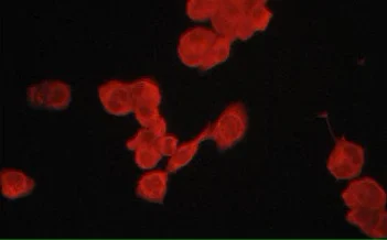 Immunocytochemistry/ Immunofluorescence - Anti-2B4 antibody [M085] - Extracellular domain (AB313993)