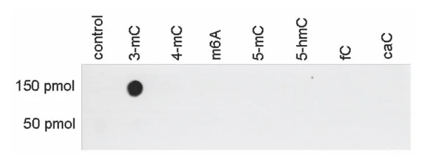Dot Blot - Anti-3-methylcytosine antibody (AB231795)