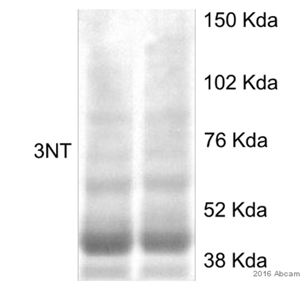Western blot - Anti-3-Nitrotyrosine antibody [39B6] (AB61392), expandable thumbnail