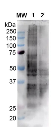 Western blot - Anti-3-Nitrotyrosine antibody [39B6] (AB61392)