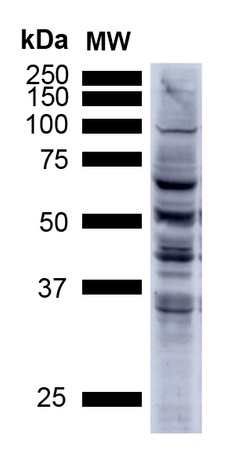 Western blot - Anti-3-Nitrotyrosine antibody [39B6] (AB61392), expandable thumbnail
