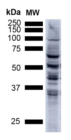 Western blot - Anti-3-Nitrotyrosine antibody [39B6] (AB61392)