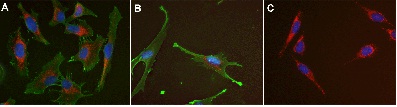 Immunocytochemistry/ Immunofluorescence - Anti-3-Nitrotyrosine antibody [7A12AF6] (AB110282), expandable thumbnail