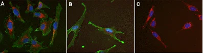 Immunocytochemistry/ Immunofluorescence - Anti-3-Nitrotyrosine antibody [7A12AF6] (AB110282)