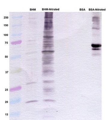 Western blot - Anti-3-Nitrotyrosine antibody [7A12AF6] (AB110282), expandable thumbnail