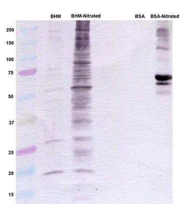 Western blot - Anti-3-Nitrotyrosine antibody [7A12AF6] (AB110282)