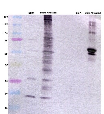 Western blot - Anti-3-Nitrotyrosine antibody [7A12AF6] (AB110282), expandable thumbnail