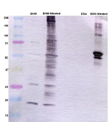 Western blot - Anti-3-Nitrotyrosine antibody [7A12AF6] (AB110282)