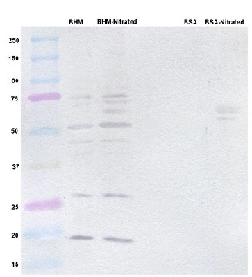 Western blot - Anti-3-Nitrotyrosine antibody [7A12AF6] (AB110282), expandable thumbnail