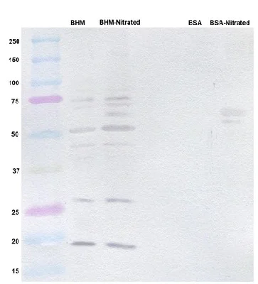 Western blot - Anti-3-Nitrotyrosine antibody [7A12AF6] (AB110282)