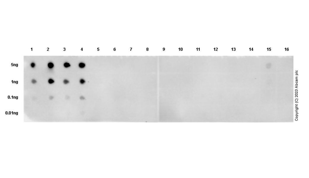 Dot Blot - Anti-3-Nitrotyrosine antibody [EPR27217-88] (AB314438), expandable thumbnail