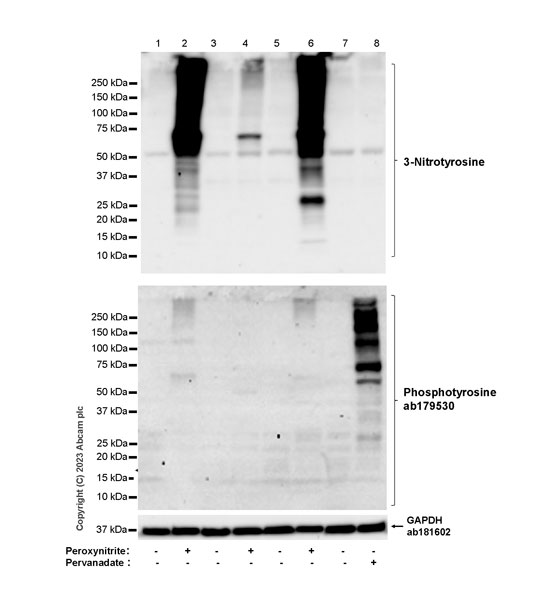Western blot - Anti-3-Nitrotyrosine antibody [EPR27217-88] (AB314438), expandable thumbnail