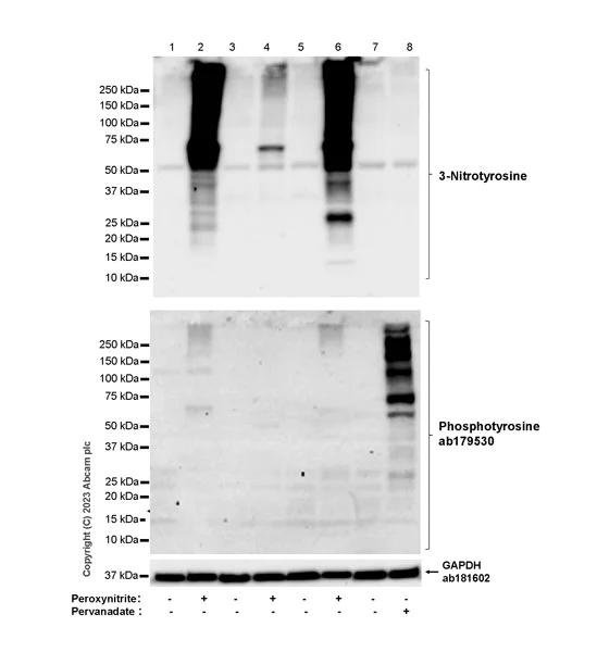 Western blot - Anti-3-Nitrotyrosine antibody [EPR27217-88] (AB314438)