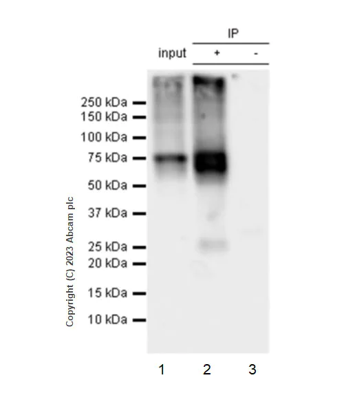 Immunoprecipitation - Anti-3-Nitrotyrosine antibody [EPR27217-88] - BSA and Azide free (AB314439)