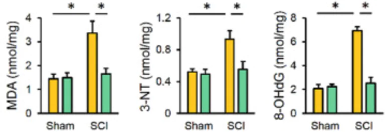 Biochemical assay - 3-Nitrotyrosine ELISA Kit (AB116691)