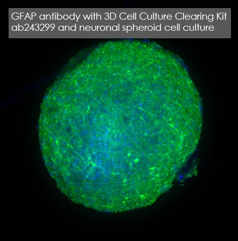 Immunohistochemistry - 3D Cell Culture Clearing Kit - hydrophobic (AB243299)