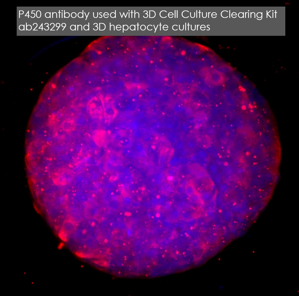 Immunohistochemistry - 3D Cell Culture Clearing Kit - hydrophobic (AB243299)