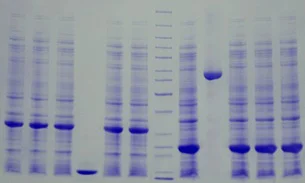 SDS-PAGE - 4-12% Precast Protein Gels, 12-Wells (AB326088)