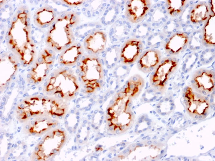 Immunohistochemistry (Formalin/PFA-fixed paraffin-embedded sections) - Anti-4-1BBL antibody [CD137L/1547] (AB223160), expandable thumbnail