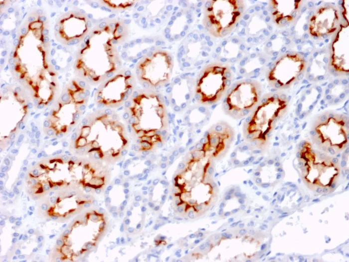 Immunohistochemistry (Formalin/PFA-fixed paraffin-embedded sections) - Anti-4-1BBL antibody [CD137L/1547] (AB223160)