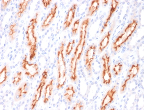 Immunohistochemistry (Formalin/PFA-fixed paraffin-embedded sections) - Anti-4-1BBL antibody [CD137L/1547] (AB223160), expandable thumbnail