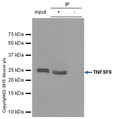 Immunoprecipitation - Anti-4-1BBL antibody [EPR1172Y] - BSA and Azide free (AB247373), expandable thumbnail