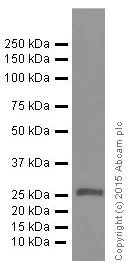 Western blot - Anti-4-1BBL antibody [EPR1172Y] - BSA and Azide free (AB247373)