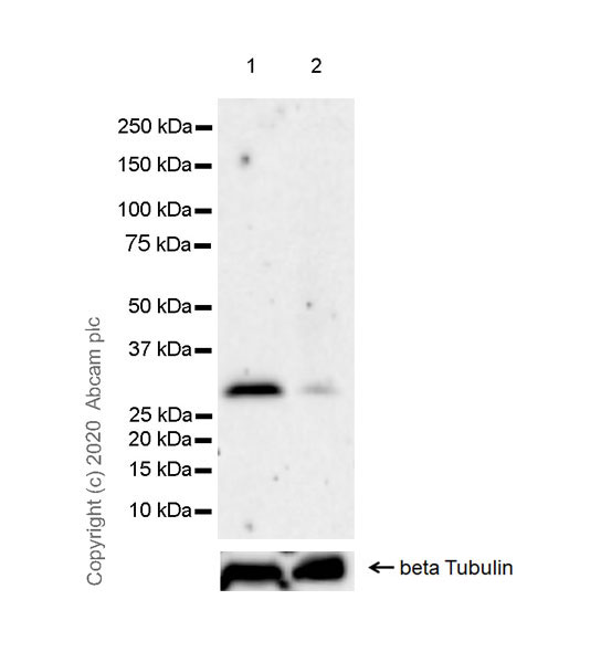 Western blot - Anti-4-1BBL antibody [EPR21995-147] (AB254385), expandable thumbnail