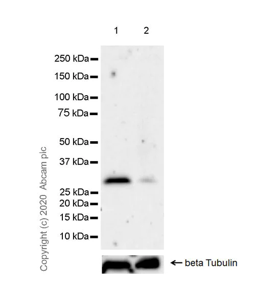 Western blot - Anti-4-1BBL antibody [EPR21995-147] (AB254385)